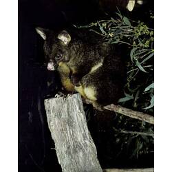 A Mountain Brushtail Possum sitting on a tree branch at night.