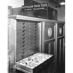 Black and white image of a wooden cabinet with one drawer open, filled with bird eggs, a sign above saying Australian Birds' Eggs H L White Collection.