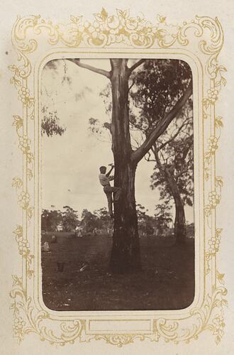 Climbing a tree, Victoria, 1872