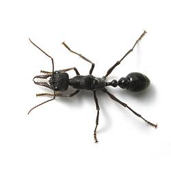A Bull Ant queen photographed on a white background.