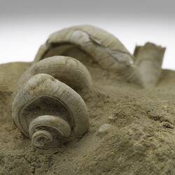 Uncoiled snail fossil partially embedded in sandstone.