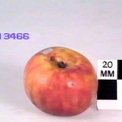 Apple Model - Forge, Hazelglen, 1875