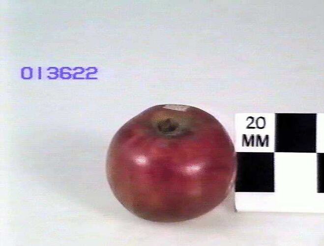 Wax model of an apple.