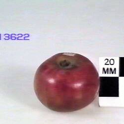 Apple Model - Whatmough's Scarlet Pearmain, Greensborough, 1875