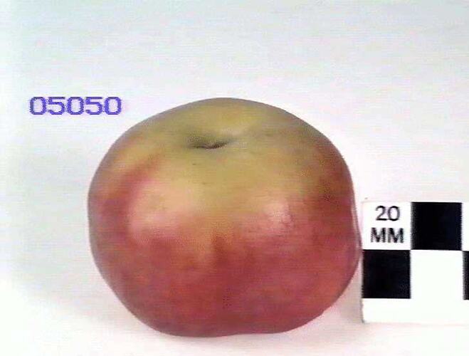 Apple Model, Striped Beefing.