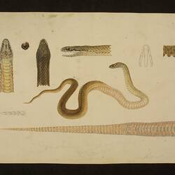 White-lipped Snake, Drysdalia coronoides. Drawing.