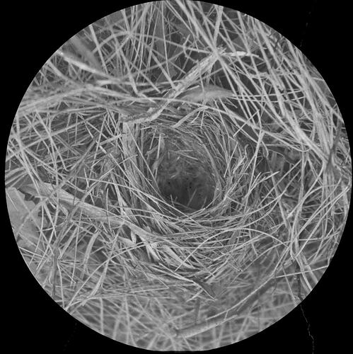 Lantern Slide - <em>Hylacola</em> Nest, Australia, Date Unknown [BA 1510]