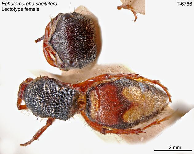 Wasp specimen, dorsal view.