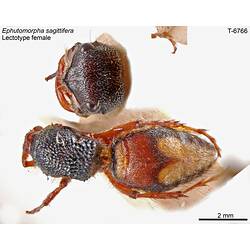 Wasp specimen, dorsal view.