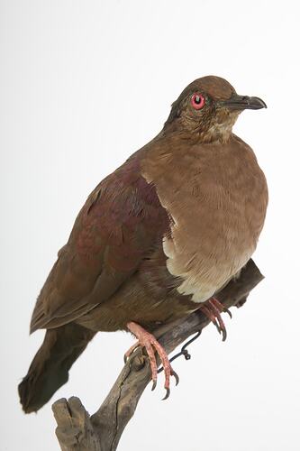 <em>Gallicolumba stairi</em>, Friendly Ground-Dove, mount.  Registration no. 36026.