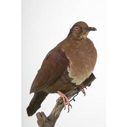 <em>Gallicolumba stairi</em>, Friendly Ground-Dove, mount.  Registration no. 36026.