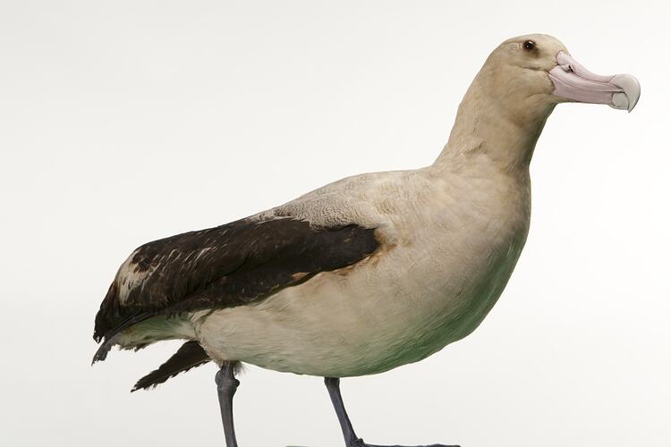 Side view of albatross specimen mounted standing.