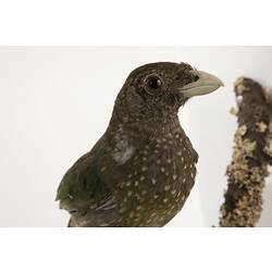 Taxidermied speckled bird specimen.