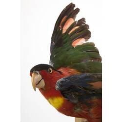 <em>Lorius chlorocercus</em>, Yellow-bibbed Lory, mount.  Registration no. 57583.