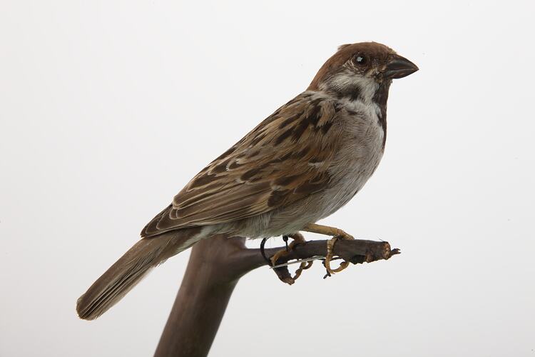 <em>Passer montanus</em>, Eurasian Tree Sparrow, mount.  Registration no. B 33127.