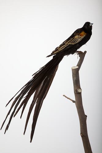 <em>Euplectes progne</em>, Long-tailed Widowbird, mount.  Registration no. 61253.