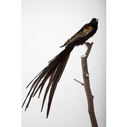 <em>Euplectes progne</em>, Long-tailed Widowbird, mount.  Registration no. 61253.