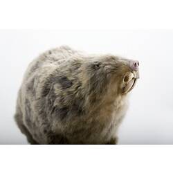 Front view of taxidermied mole rat specimen.