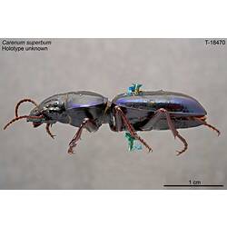 Beetle specimen, lateral view.