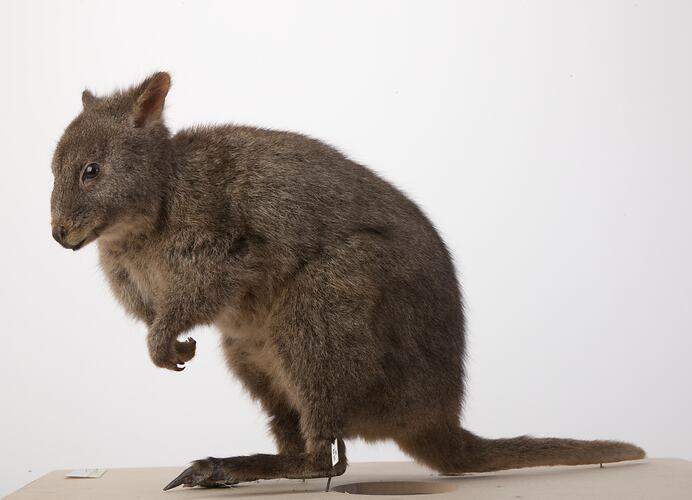 Side view of Pademelon specimen mounted on hindlegs.