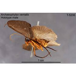 Caddisfly specimen, male, lateral view.