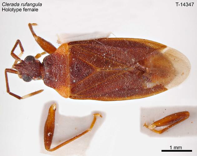 Bug specimen, female, dorsal view.