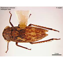 Leafhopper specimen, male, dorsal view.