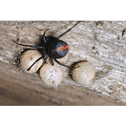 A Redback Spider with three white round egg sacs.