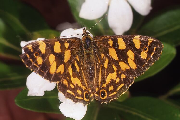 A female Striped Xenica butterfly on a white flower.