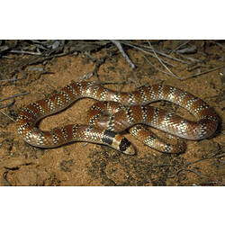 <em>Simoselaps australis</em> (Krefft, 1864), Coral Snake
