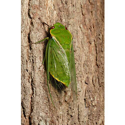 A bright green Greengrocer Cicada on a tree trunk.