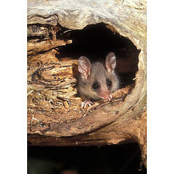 An Eastern Pygmy-possum peering out of its hollow in a tree.