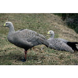 Two Cape Barren Geese on grass, one sitting, one standing.