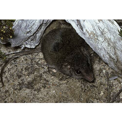 An Agile Antechinus on leaf litter in front of a log.