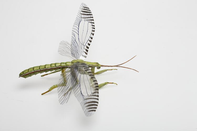 Model of extinct insect, wings spread.