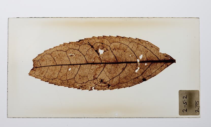 Pale brown leaf fossil on glass slide.