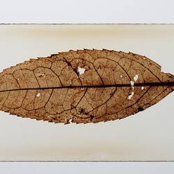 Mummified leaf, Magnoliidae