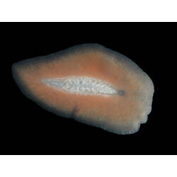 Family Stylochidae, flatworm. Portsea Pier, Victoria. [F 172799]
