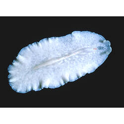 Family Euryleptidae, flatworm. Portsea Pier, Victoria. [F 172743]