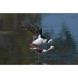 One Black-winged Stilt standing on the back of another in shallow water.