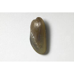 Senhouse's Mussel; shell exterior.