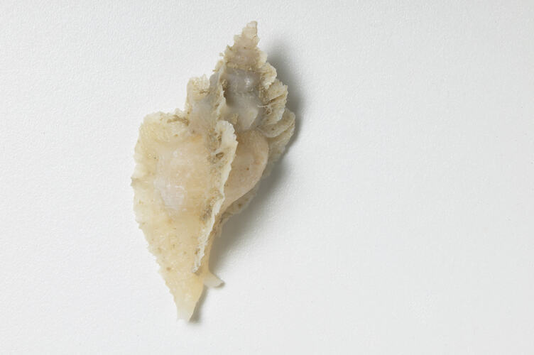 Three-shaped Murex dry shell.