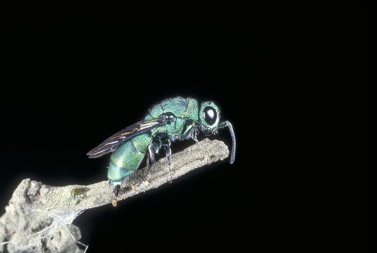 A Cuckoo Wasp perched on a stick.