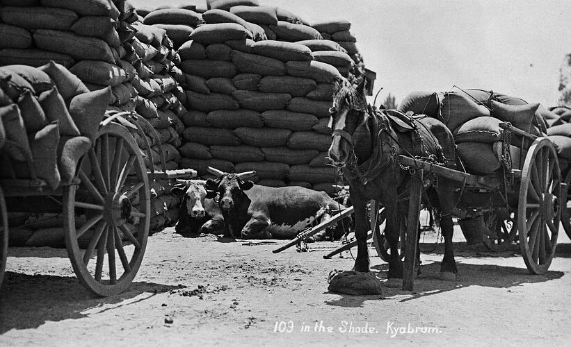 Wagon loads of grain with a horse and bullocks.