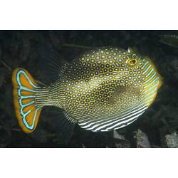 A fish, the Ornate Cowfish, swimming in black water.