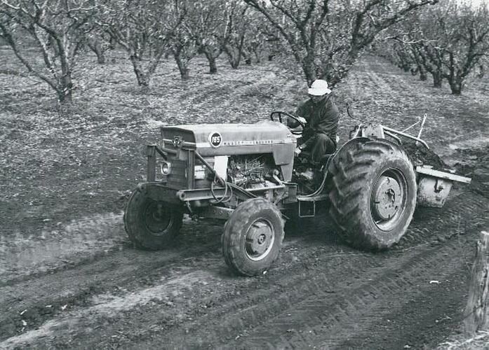 Side view of a man driving a tractor coupled to an earth scoop in an orchard.