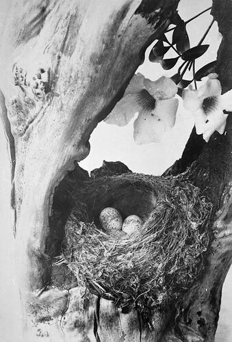 Nest containing two eggs in the fork of a tree. There are two flowers above the nest.