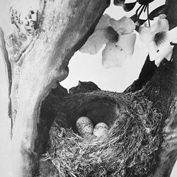 Glass Negative - Scarlet Breasted Robin's Nest, by A.J. Campbell, Australia, circa 1895