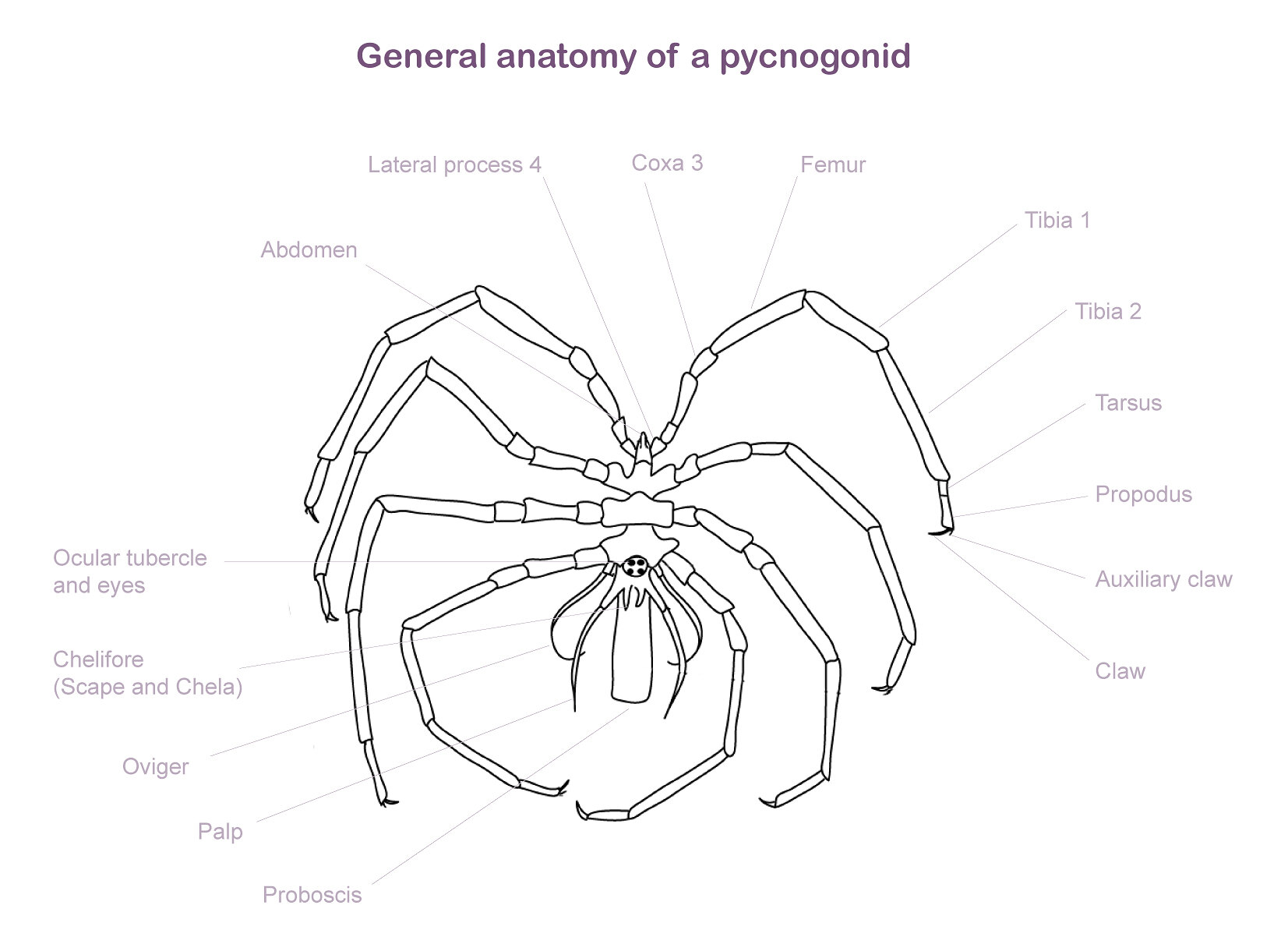 Pycogonid Sea Spider Labeled