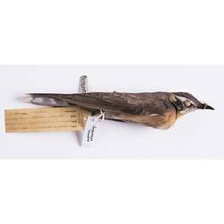 Dry bird skin specimen with labels.